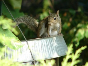 Squirrels can get into chimneys and damage gutters. Call St. Louis' squirrel removal experts today!