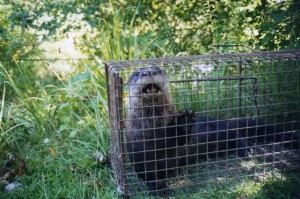 We can help with ANY type of wildlife problem in Missouri