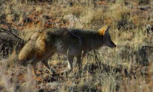 We can help remove your problem coyotes! Effective coyote removal & control.