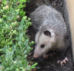 We can remove any kind of rodent. We are Missouri Wildlife Removal Specialists!