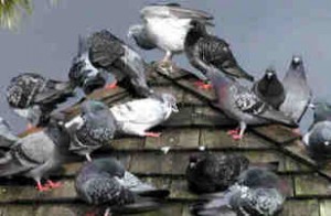 Whether your problem is pigeons, woodpeckers, geese or any other kind of bird, we can help. We are Missouri Wildlife Removal Specialists!