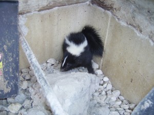 We have the experience to rid you of a problem skunk quickly and humanely.
